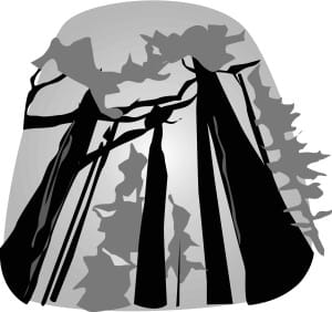 Black and White Towering Redwoods