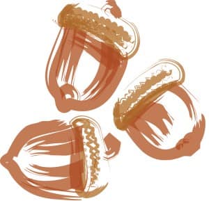 Three Acorns Brushstroke