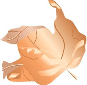 Dry Curling Maple Leaf