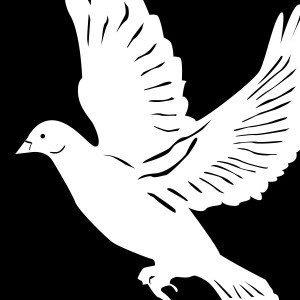White Dove on Black Background