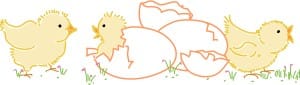 Newborn Chicks