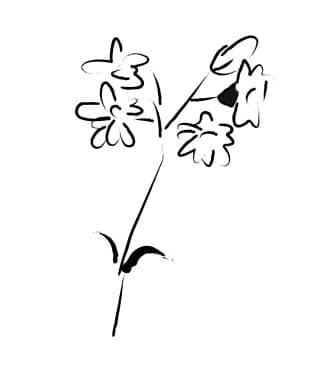 Simple Flower Sketch