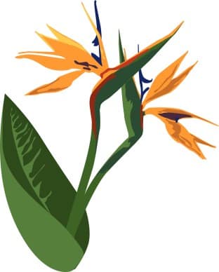 Birds of Paradise Celebration Flower