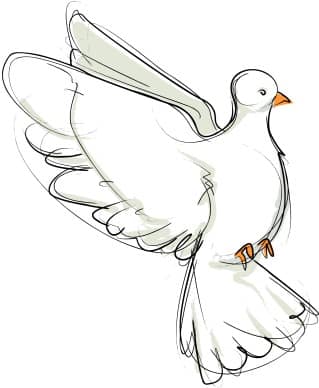 Flying Dove Sketch