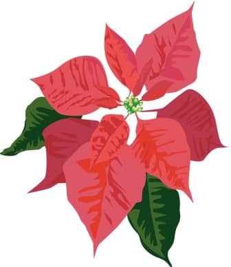Poinsettia Bloom