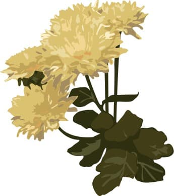 White Mums in the Garden