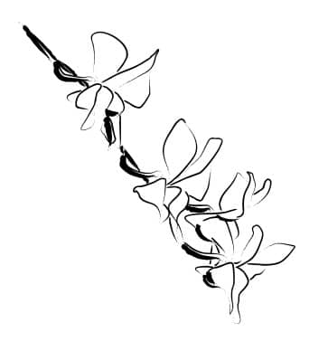 Orchid Blossoms Climb Down a Vine