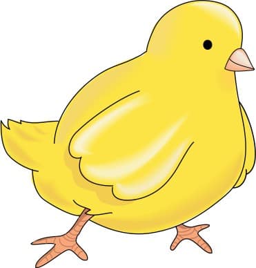 Yellow Chick