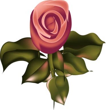 Pink Rose from Above