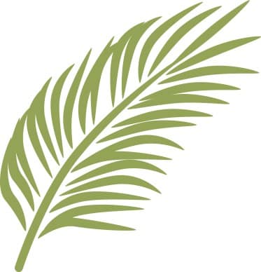 Single Palm in Calming Green