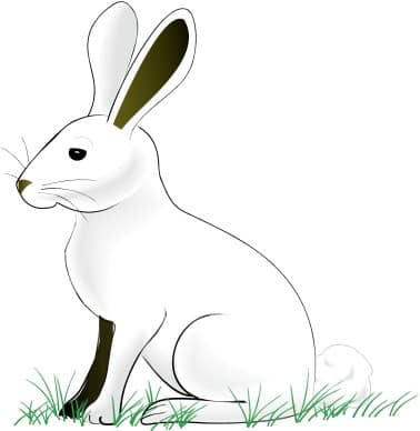 White Rabibit