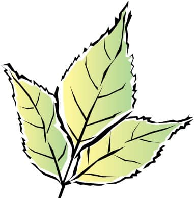 Colorful Green Tri Leaf