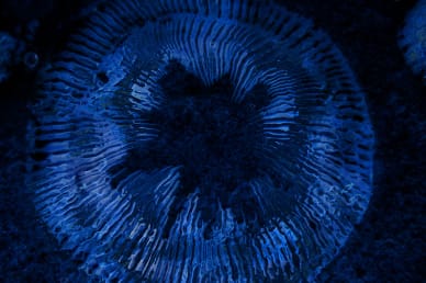 Blue Ripples Worship Video