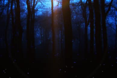 Firefly Worship Video