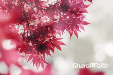 Prayer Service Ministry Worship Video Loop