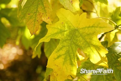 Autumn Foliage Nature Worship Video