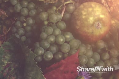Happy Thanksgiving Fruit Bounty Worship Video Background