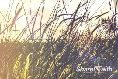 Kingdom of Heaven Wheat Worship Motion Background