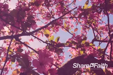 Cherry Blossom Church Worship Video Loop