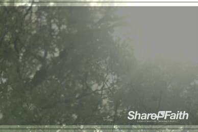 Swaying Trees Church Worship Video Background