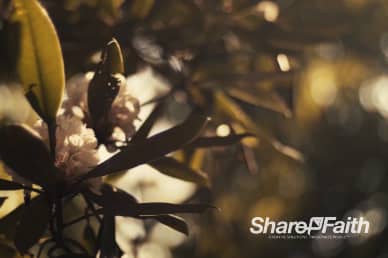 White Cherry Blossom Tree Branch Motion Worship Background Loop