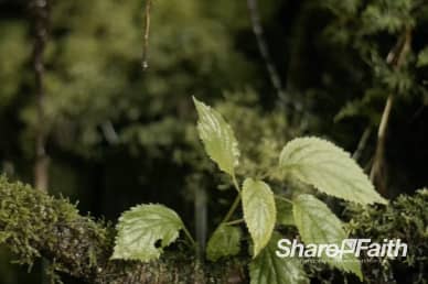 Rain Falling Down on Leaves Nature Video Loop