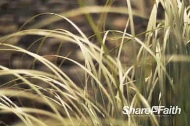 Tall Grass Blowing in the Wind Worship Motion Loop