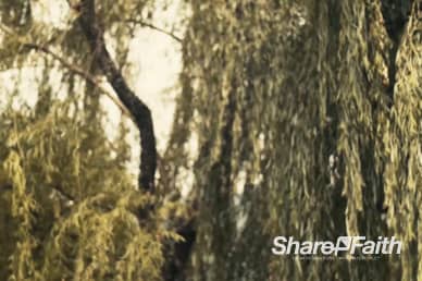 Wind in the Willow Branches Church Worship Video Loop