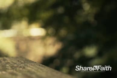 Tree Leaves Waving in the Background Video Loop