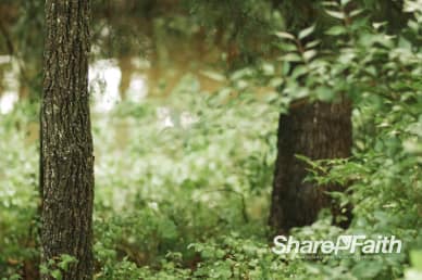 Trees By The River Nature Video Loop