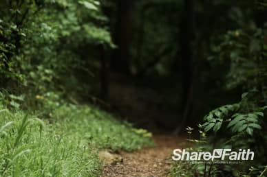 Forest Path Nature Video Loop