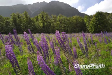 Purple Lavender Field Worship Motion Background