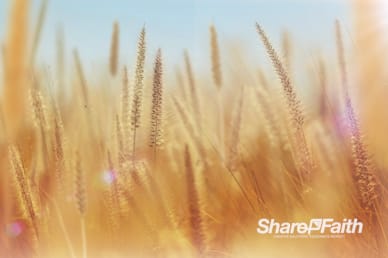 Thanksgiving Harvest Worship Video Background