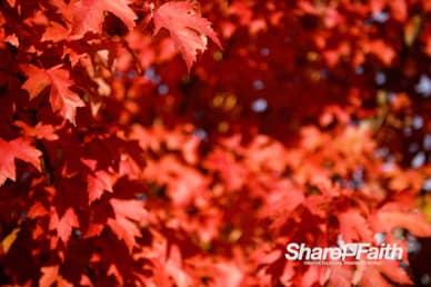 Fall Foliage Nature Background Video