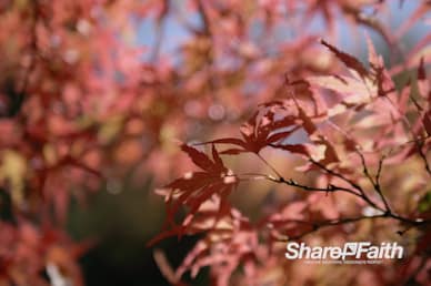 Autumn Foliage Nature Motion Background