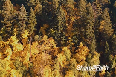 Fall Forest Nature Background Video