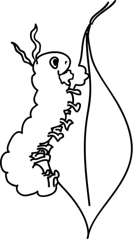 Caterpillar and Leaf