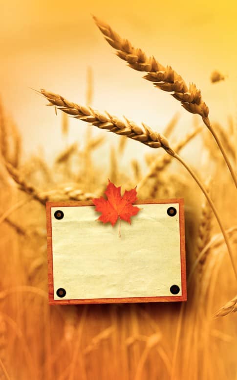 Harvest Time Bulletin Cover