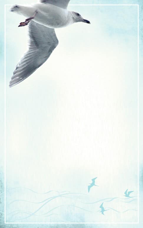 Seagull Bulletin