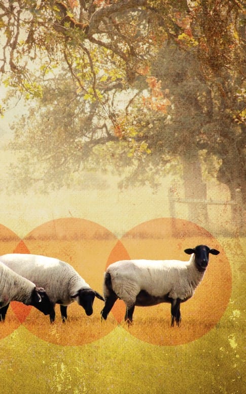 The Lord Is My Shepherd Church Bulletin