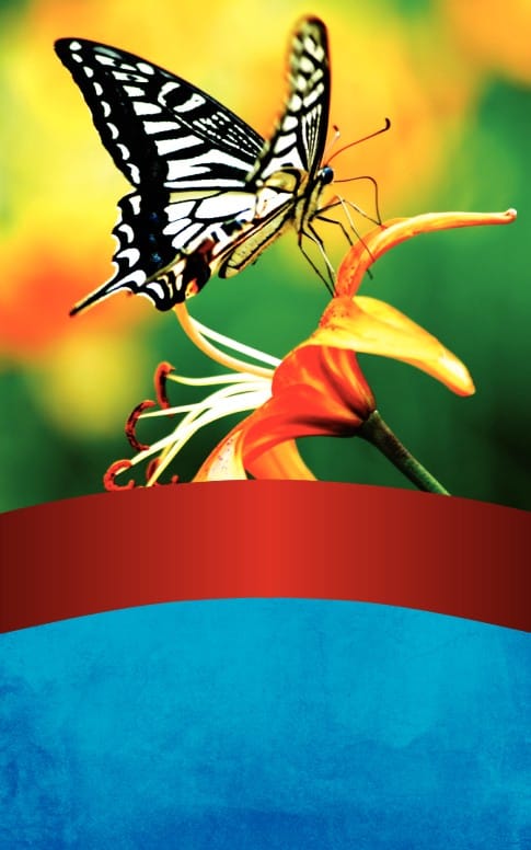Butterfly Bulletin Cover