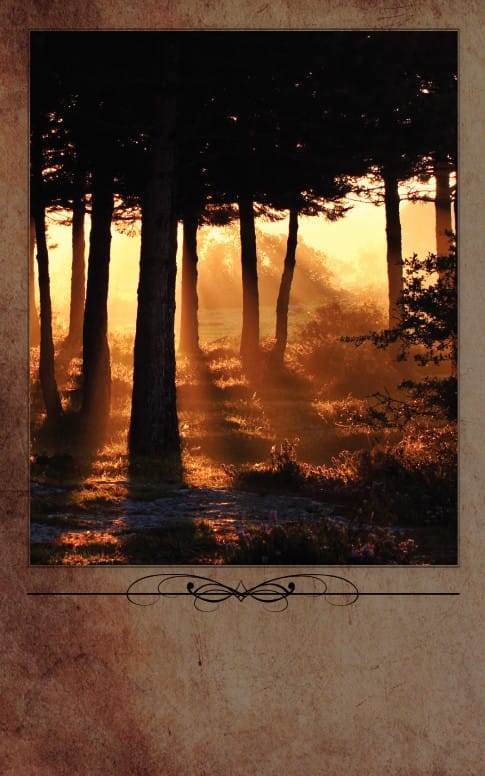 Morning Sun Through The Trees Bulletin Cover