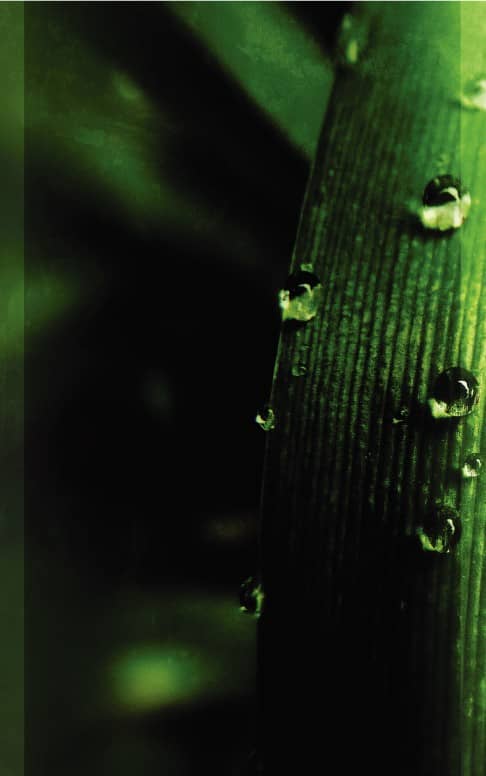 Dew Bulletin Cover