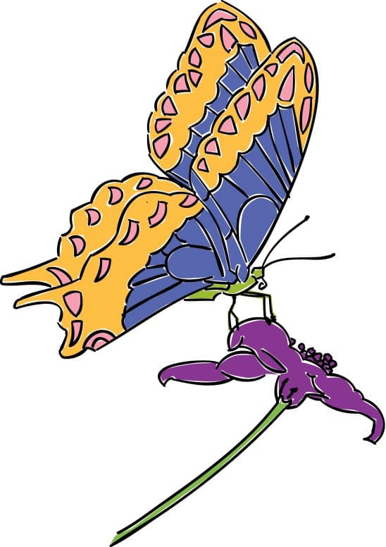 Orange and Blue Butterfly Resting