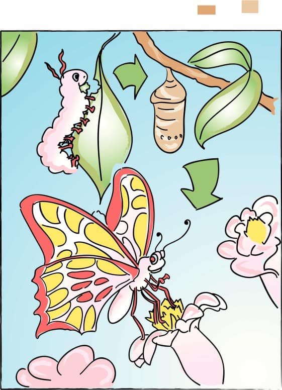Caterpillar To Butterfly in Color