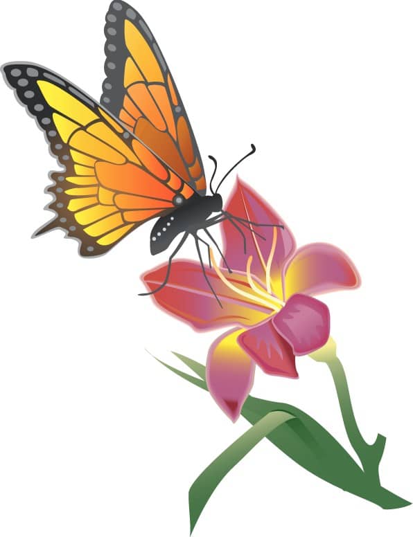 Monarch butterfly Resting on a Lily