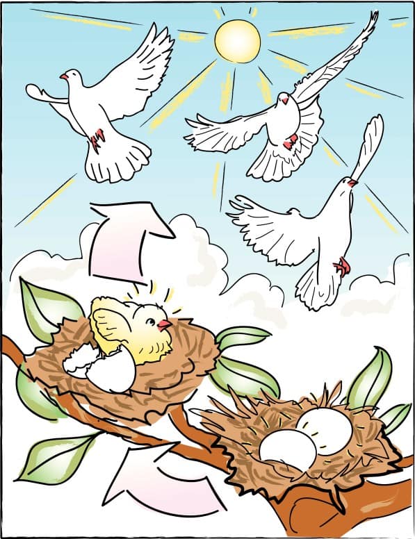 Eggs to Birds in Color
