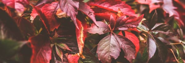 Thankful to God Thanksgiving Website Banner