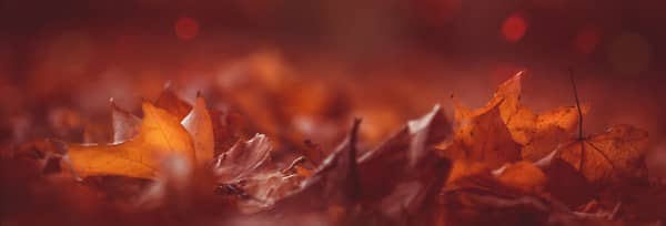 Give Thanks In All Circumstances Website Banner