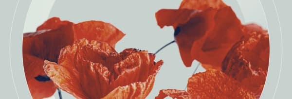 Remembrance Day Poppies Church Website Banner